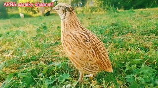 new female quail sound mada batair ki Awaz best صوت انثى السمان