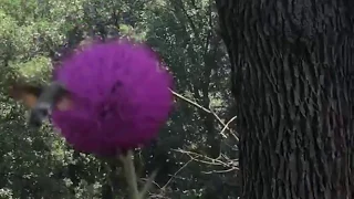 Удивительная бабочка языкан в Primorsko hummingbird hawk moth