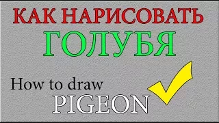 Как поэтапно нарисовать ГОЛУБЬ для начинающих и детей? How to DRAW PIGEON