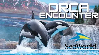 Orca (Killer Whale ) Encounter 2023 | SeaWorld San Diego