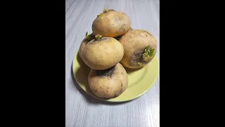 Пареная репа от Луча - 2. Steamed turnips. 蒸萝卜. उबले हुए शलजम