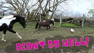 Pot Belly Piglet Meets The Horses For The First Time!