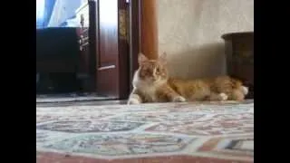 Самое прикольное видео Кот ушёл - Cat gone.