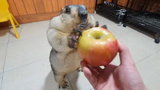 marmot will crush this apple