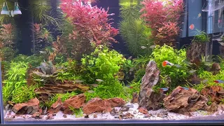 Dragon stone aquascape