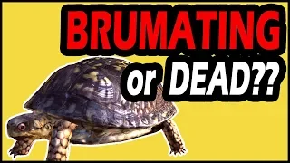 How to Check Brumating Vs Dead Turtle ??