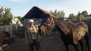 Случка лошадей наобум. Травмоопасно и времязатратно!