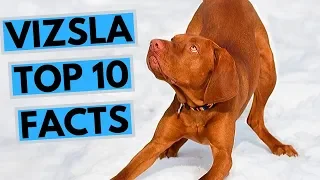 Vizsla - TOP 10 Interesting Facts