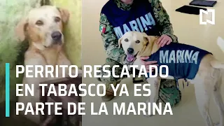 Perrito rescatado en Tabasco ya es miembro de la Marina - Las Noticias