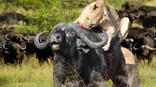 Incredible: Buffalo Teamwork Foils Lion's Hunt - Herd Rescues Their Teammate from Lion's Claws
