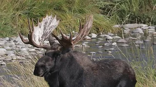 Wildlife Photography-Massive Droptine Bull Moose/Rut-Jackson Hole/Grand Teton Park/Yellowstone Park
