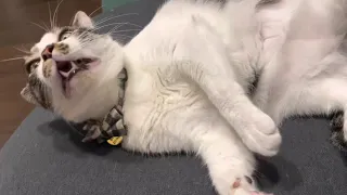 Cat yawns then sneezes