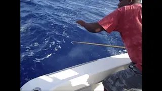 Fishing in the Dominican Republic. Marlin at 85 lb. ( Рыбалка в Доминикане.  Марлин на 40 кг ).