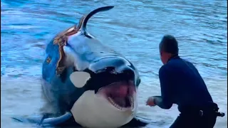 Omg Orca 😱🐳 encounter #youtube #seaworld #viral #video #trending