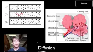 Transport Across Cell Membranes