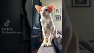 5 Minutes of Strange TikTok Cat Content [3]