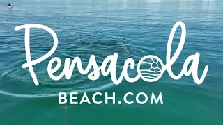 Pensacola Beach Dolphin Cruises | Best Dolphin Cruises Pensacola Beach