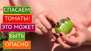 ПОЧЕМУ ПОМИДОР ВНУТРИ БЕЛЫЙ И ЖЕСТКИЙ? ОПАСНО ЛИ ЭТО???