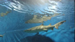 Обыкновенная песчаная акула