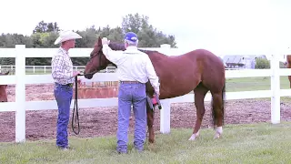 Massage for Dressage Horses