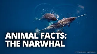 How large is a narwhal tusk? And 4 other narwhal facts