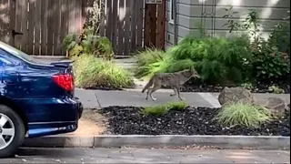 WATCH: Coyote takes walk in Midtown Sacramento