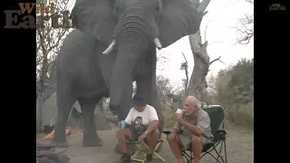 A Close Encounter of the Elephant Kind
