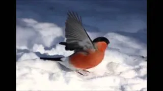 Ikke gråt om det er vinter og det snør - Stein Ove Berg