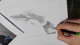 Kookaburra Facts While I Draw #Shorts