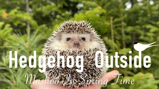 Spring Loving Mushoo Is Enjoying The Blooms | Homebody Hedgehog Nature Walk #hedgehog