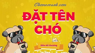 Đặt Tên Cho Chó con may mắn, hay nhất bằng tiếng Việt, tiếng Anh. Tên chó đực, cái, poodle, phốc sóc