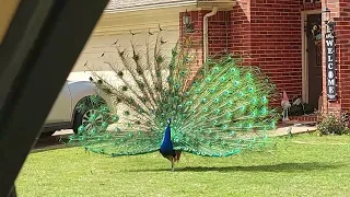 2024 03 22  Peacock  Full Fan