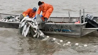 Everyone should watch this Fishermen's video - Most Satisfying Big Catch Fishing With Net long