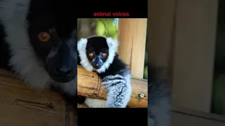 animal voices