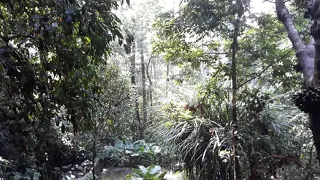 Jungle Sounds of Borneo II(3)