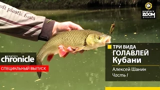 Три вида голавлей Кубани. Часть 1. Алексей Шанин. Anglers Chronicle.