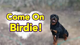 Rottweiler Facing The Angrybird