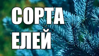 Сорта елей