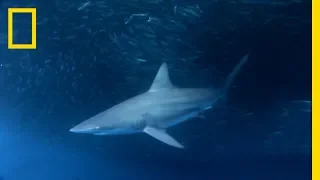 Is Sargassum Attracting Sharks to Galveston? | SharkFest