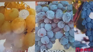 🍇Сорта винограда с которыми я не растанусь🍇