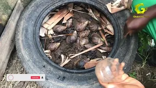 USING TYRES TO BREED SNAILS