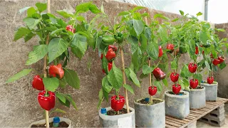 Try the method of growing bell peppers with plastic bottle drip - Amazing results