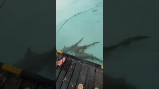 Акулы на Мальдивах.)