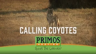 Calling in Coyotes