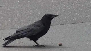 Crow Puts a Walnut on the Road and Uses a Car as a Tool to Crack it