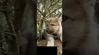 Волчонок вырос