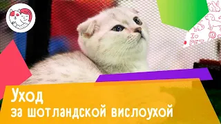 6 особенностей ухода за шотландской вислоухой кошкой