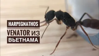 Harpegnathos venator из Вьетнама. Распаковка и заселение.