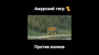 амурский тигр против волков #тикток #тигр #волк #shorts #топ
