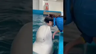 beluga whale kiss and showering love  #shorts #reels